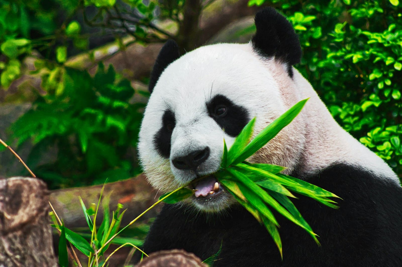 Giant panda eating bamboo at Chengdu Panda Base